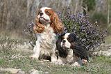 CAVALIER KING CHARLES 224